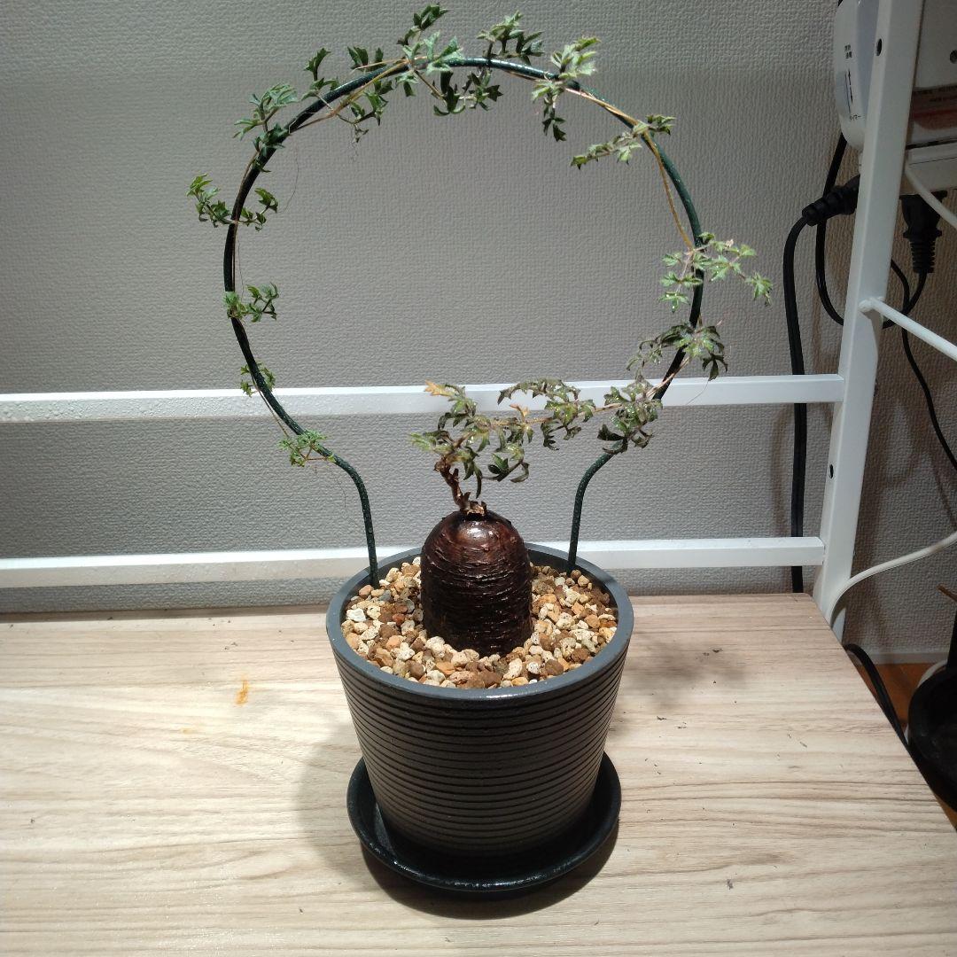 キフォステンマ　モンタグナッキー　現地球　発根済