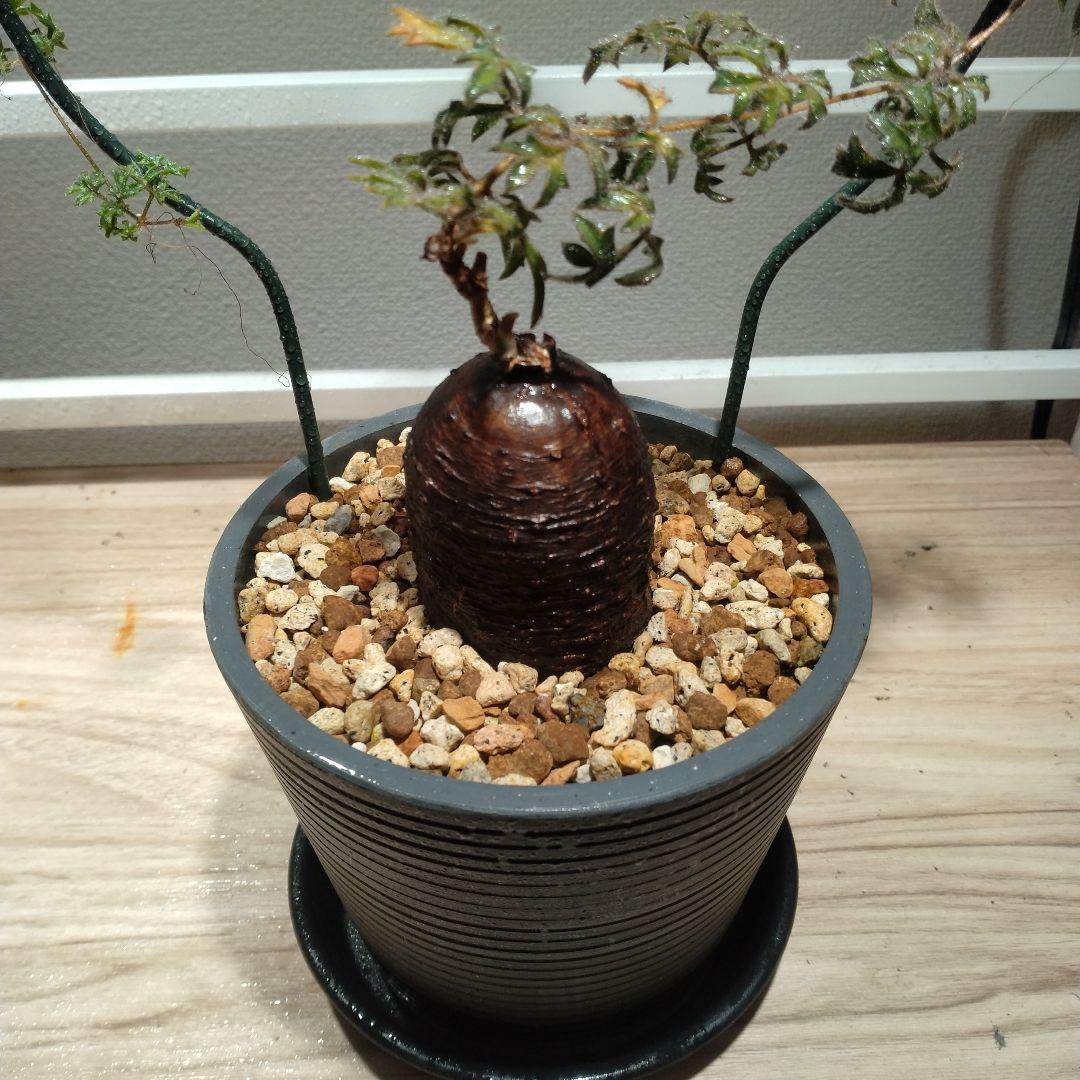 キフォステンマ　モンタグナッキー　現地球　発根済