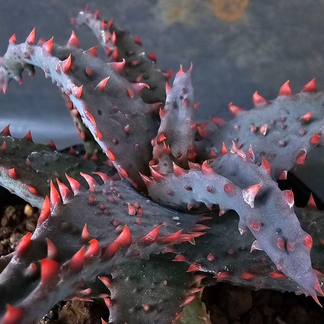 多肉植物 アロエ 苺怪獣(ロウルサンコさんラベル付き)