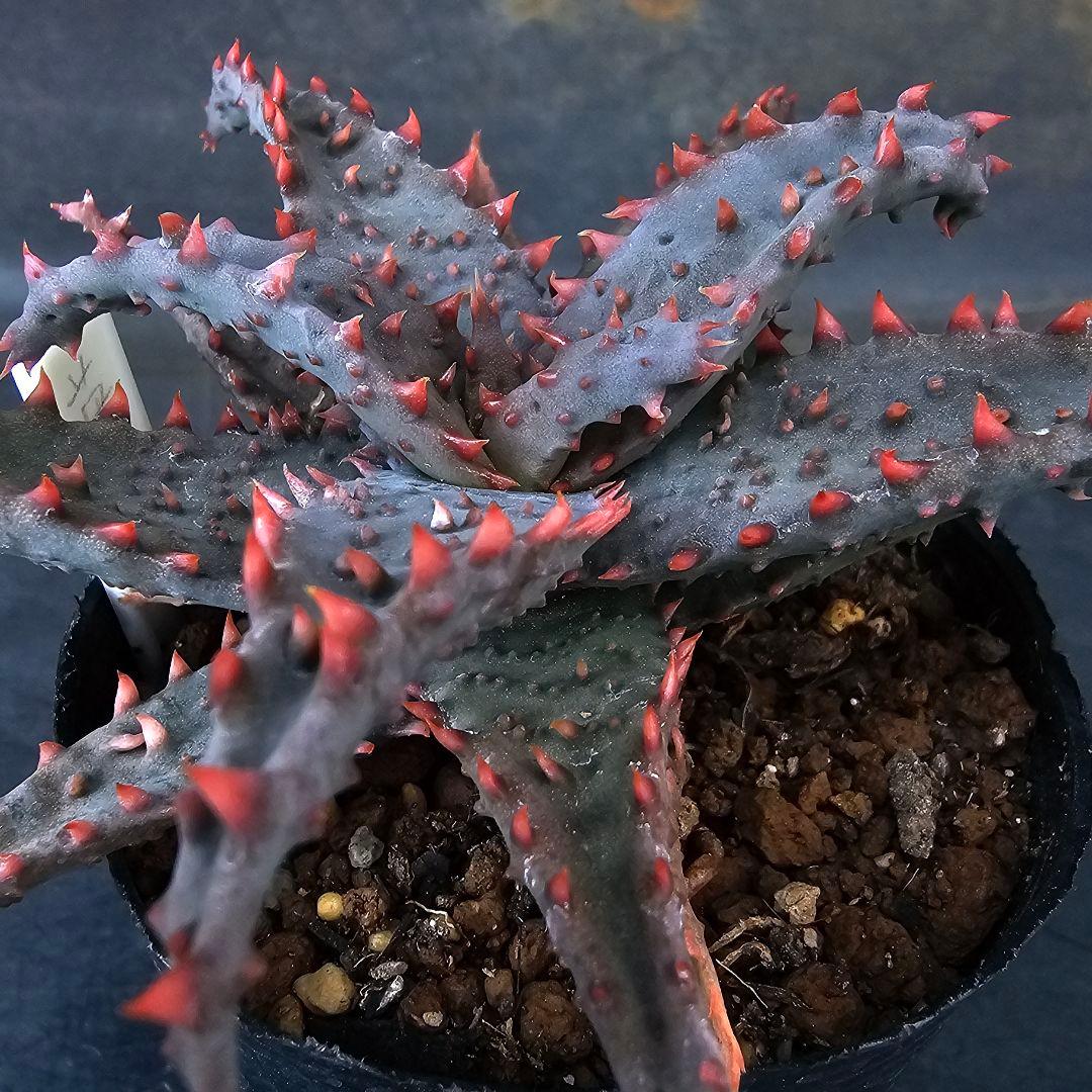 多肉植物 アロエ 苺怪獣(ロウルサンコさんラベル付き)