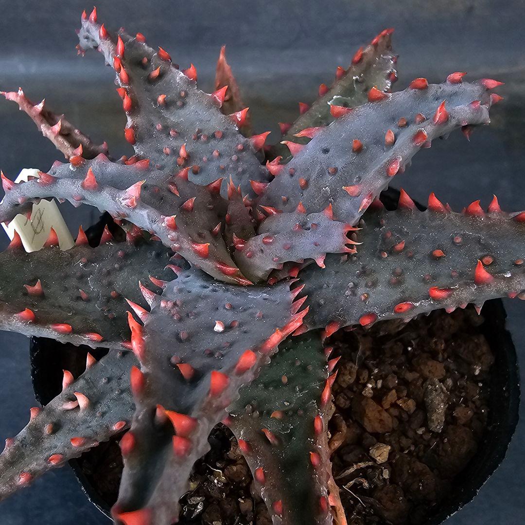 多肉植物 アロエ 苺怪獣(ロウルサンコさんラベル付き)