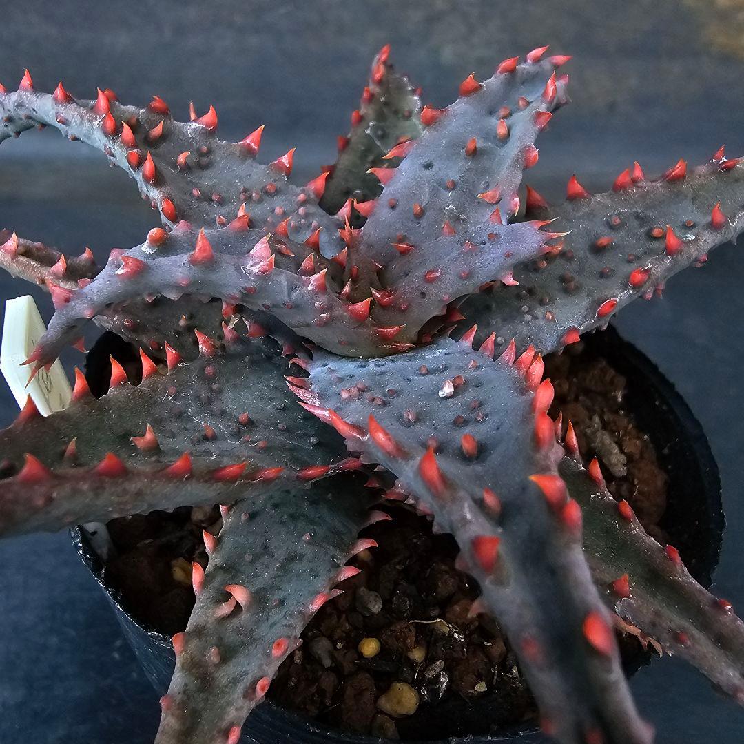 多肉植物 アロエ 苺怪獣(ロウルサンコさんラベル付き)