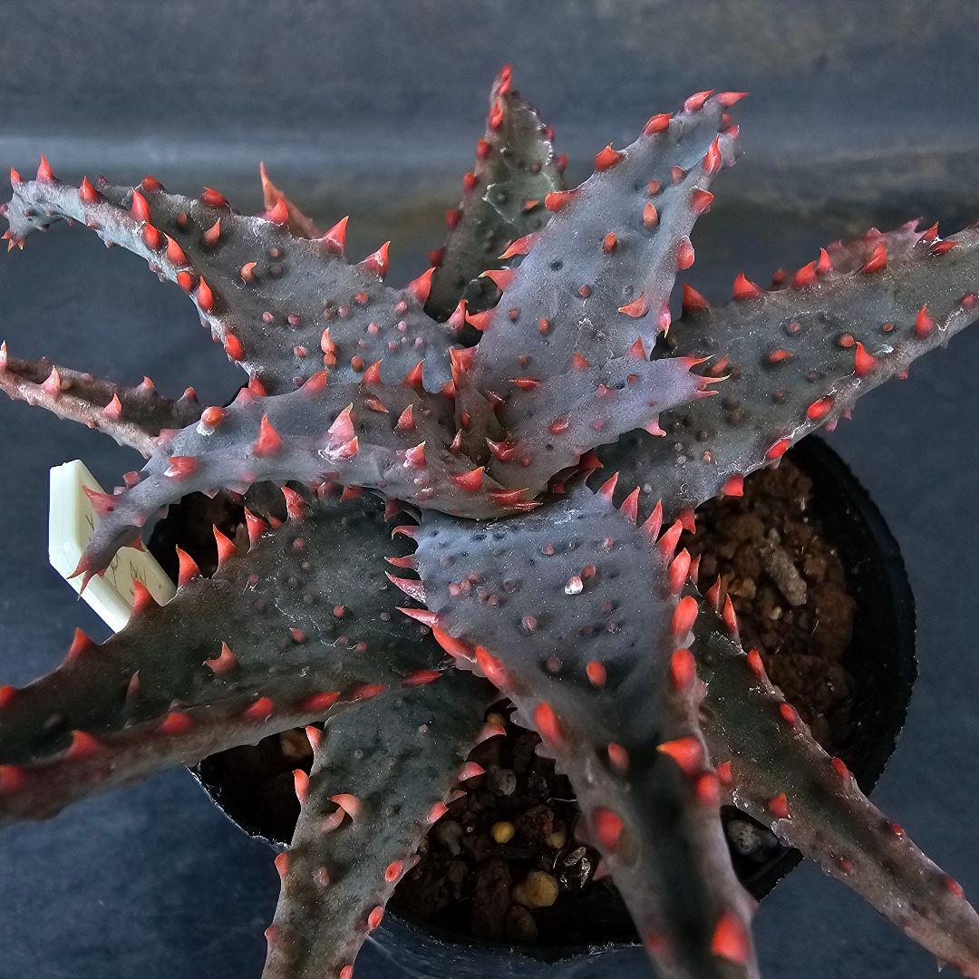 多肉植物 アロエ 苺怪獣(ロウルサンコさんラベル付き)