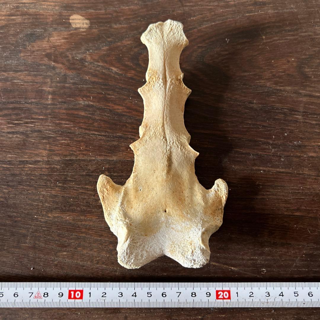イルカ　骨
