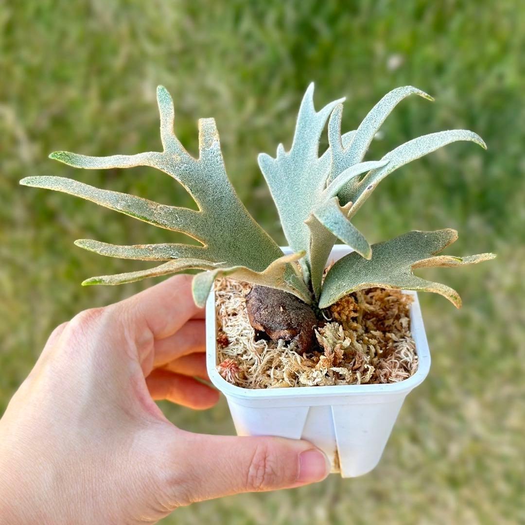 Yellow moon dwarf ’totoro’ sporeling　411