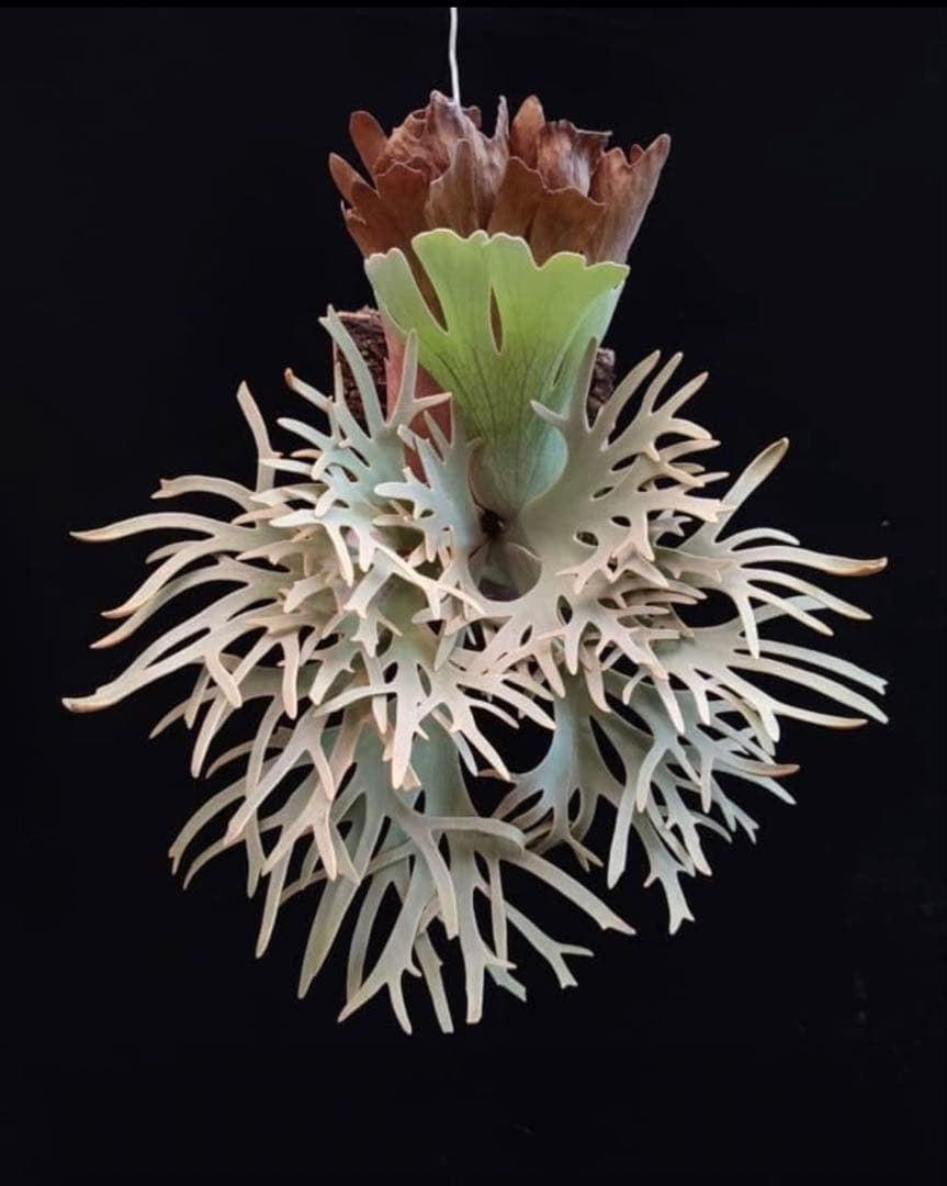 Yellow moon dwarf ’totoro’ sporeling　411