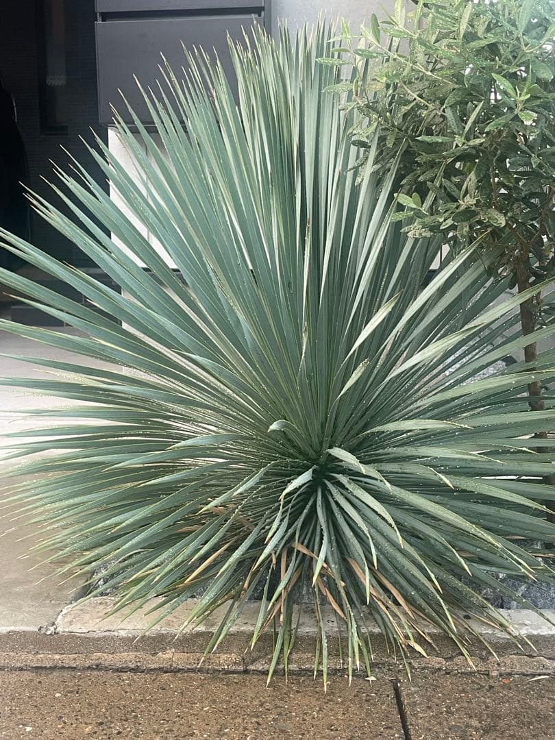 ユッカロストラータ