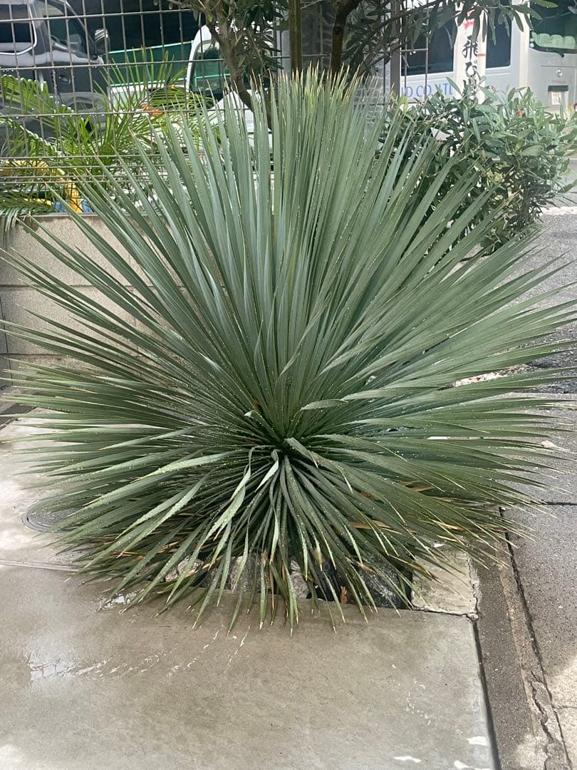 ユッカロストラータ