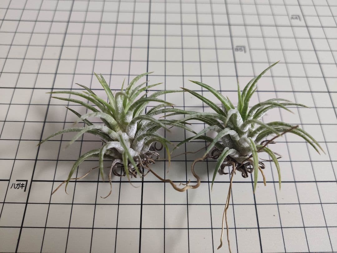 フラワー・ガーデニング Tillandsia ionantha Mexican zebra