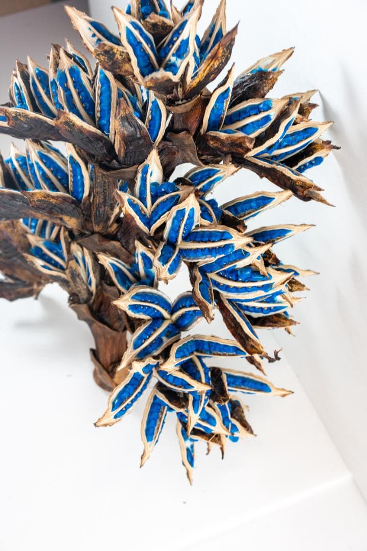 タビビトノキ 青い種 4 旅人の木 オオギバショウ 丸ごと 種子