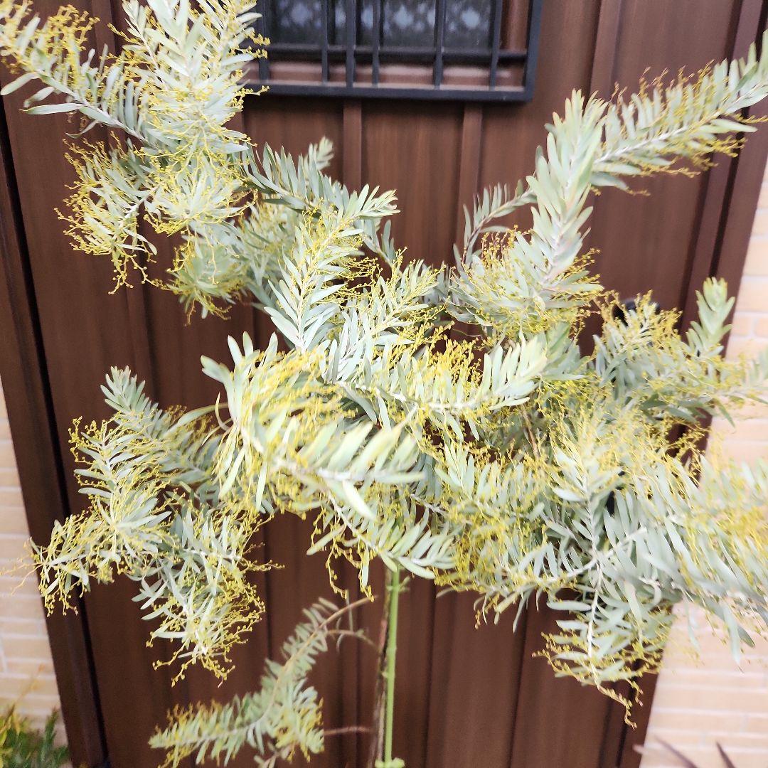 花芽付き　アカシア　ブルーブッシュ　ポット苗　ミモザ　オージープランツ　植栽