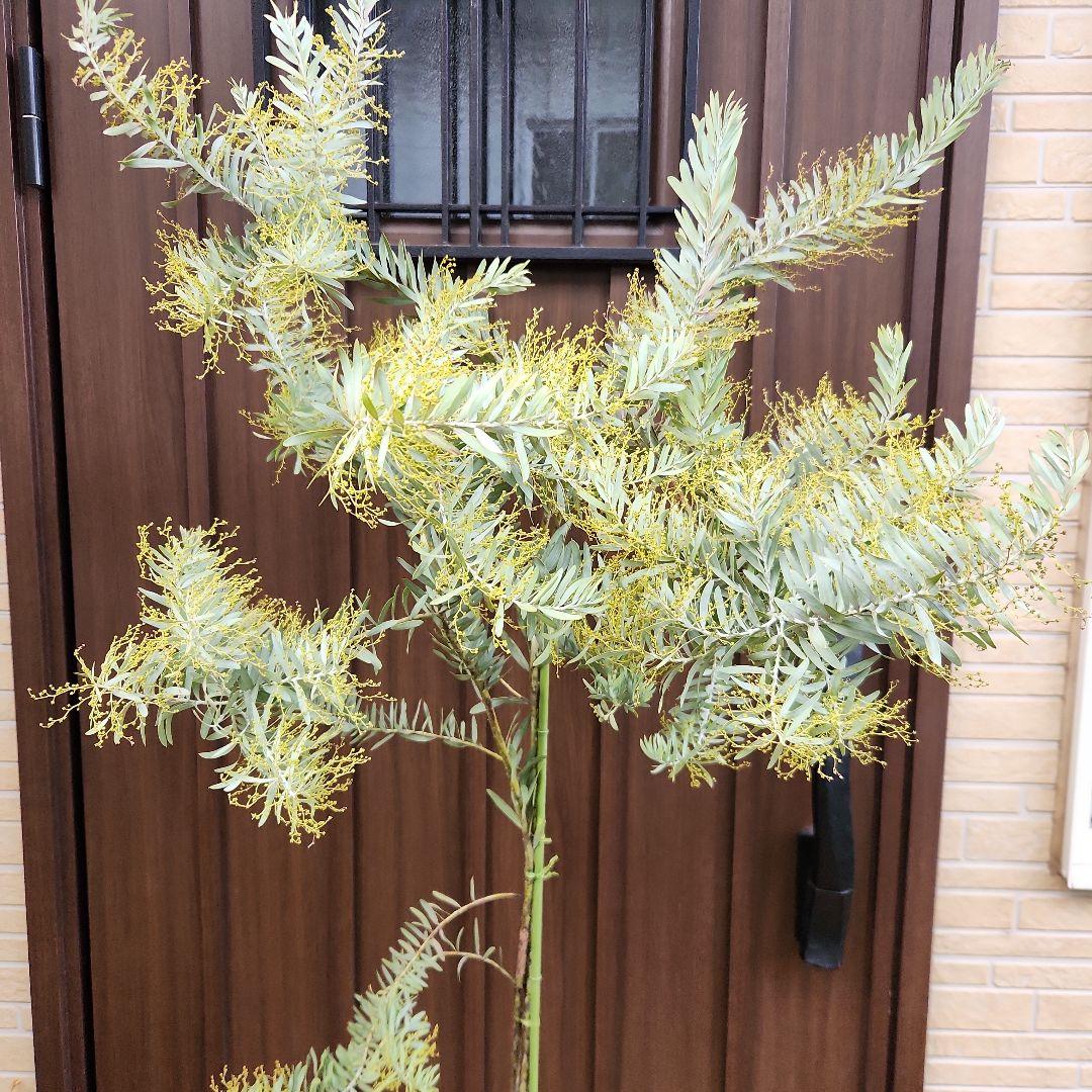 花芽付き　アカシア　ブルーブッシュ　ポット苗　ミモザ　オージープランツ　植栽