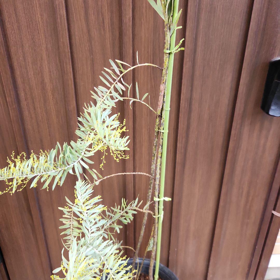花芽付き　アカシア　ブルーブッシュ　ポット苗　ミモザ　オージープランツ　植栽