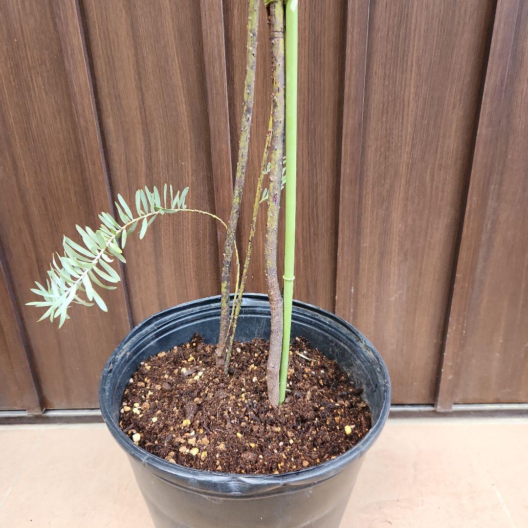 花芽付き　アカシア　ブルーブッシュ　ポット苗　ミモザ　オージープランツ　植栽