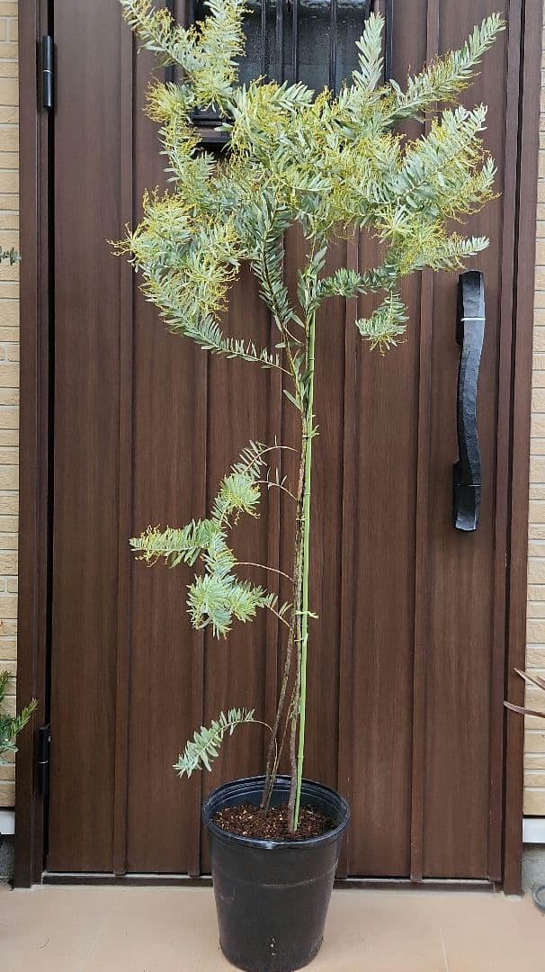 花芽付き　アカシア　ブルーブッシュ　ポット苗　ミモザ　オージープランツ　植栽