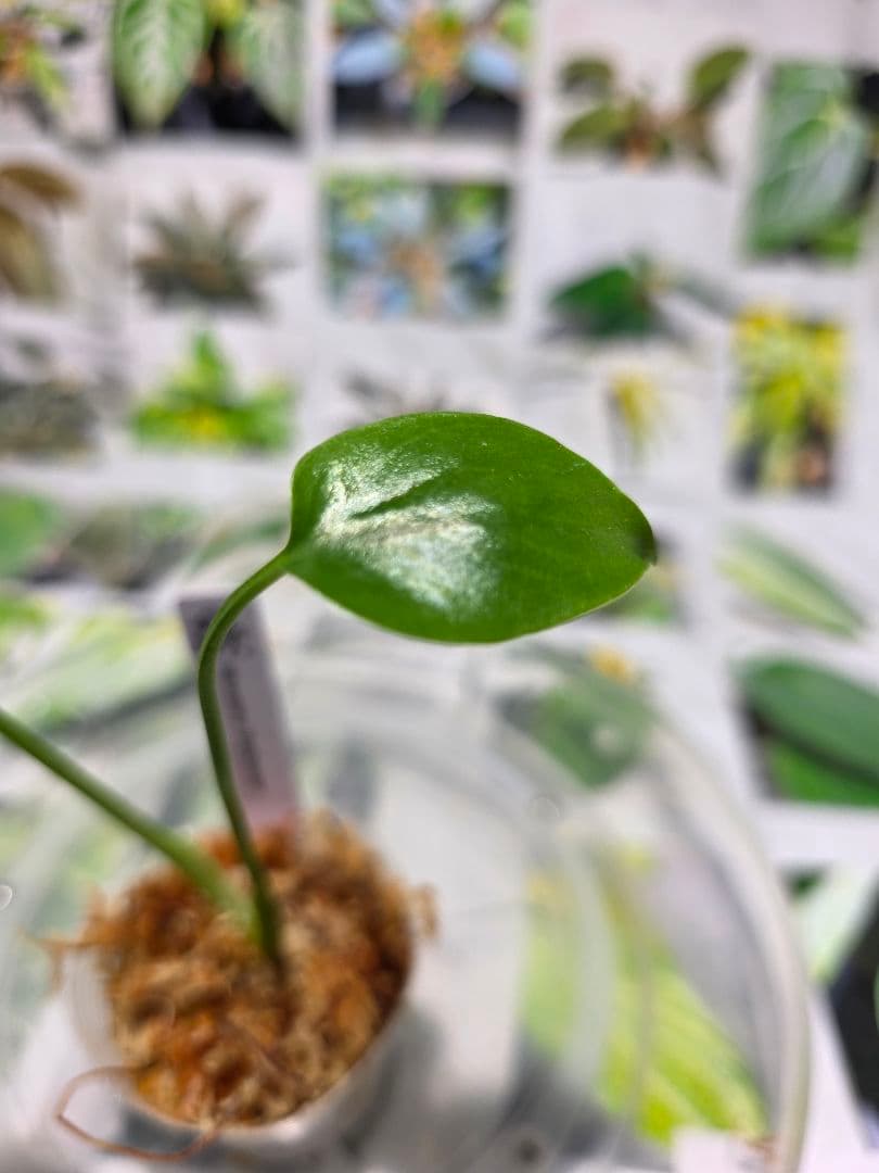 熱帯植物　‼️レア‼️モンステラ　バルバソー　斑入り