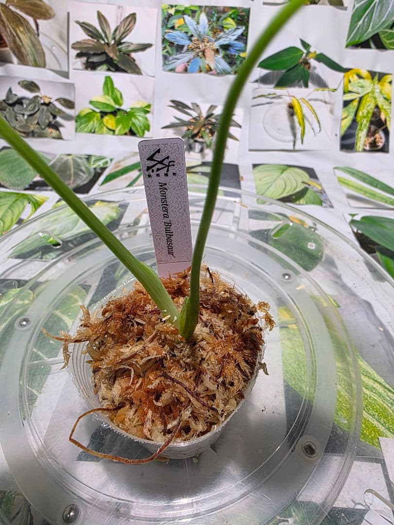 熱帯植物　‼️レア‼️モンステラ　バルバソー　斑入り