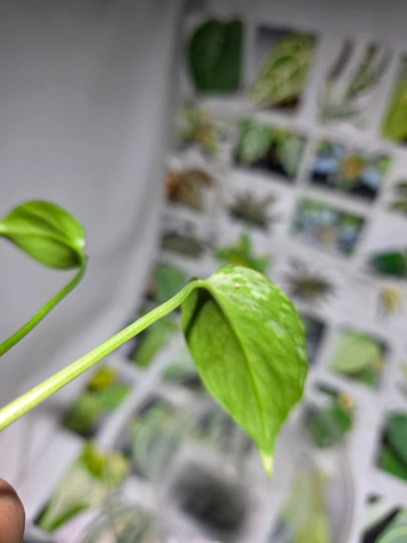 熱帯植物　‼️レア‼️モンステラ　バルバソー　斑入り