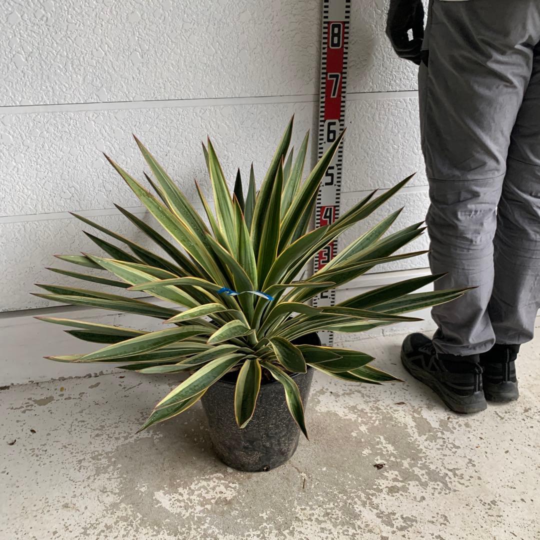ユッカグロリオサ　バリエガータ　斑入り　ポット　地植え　09
