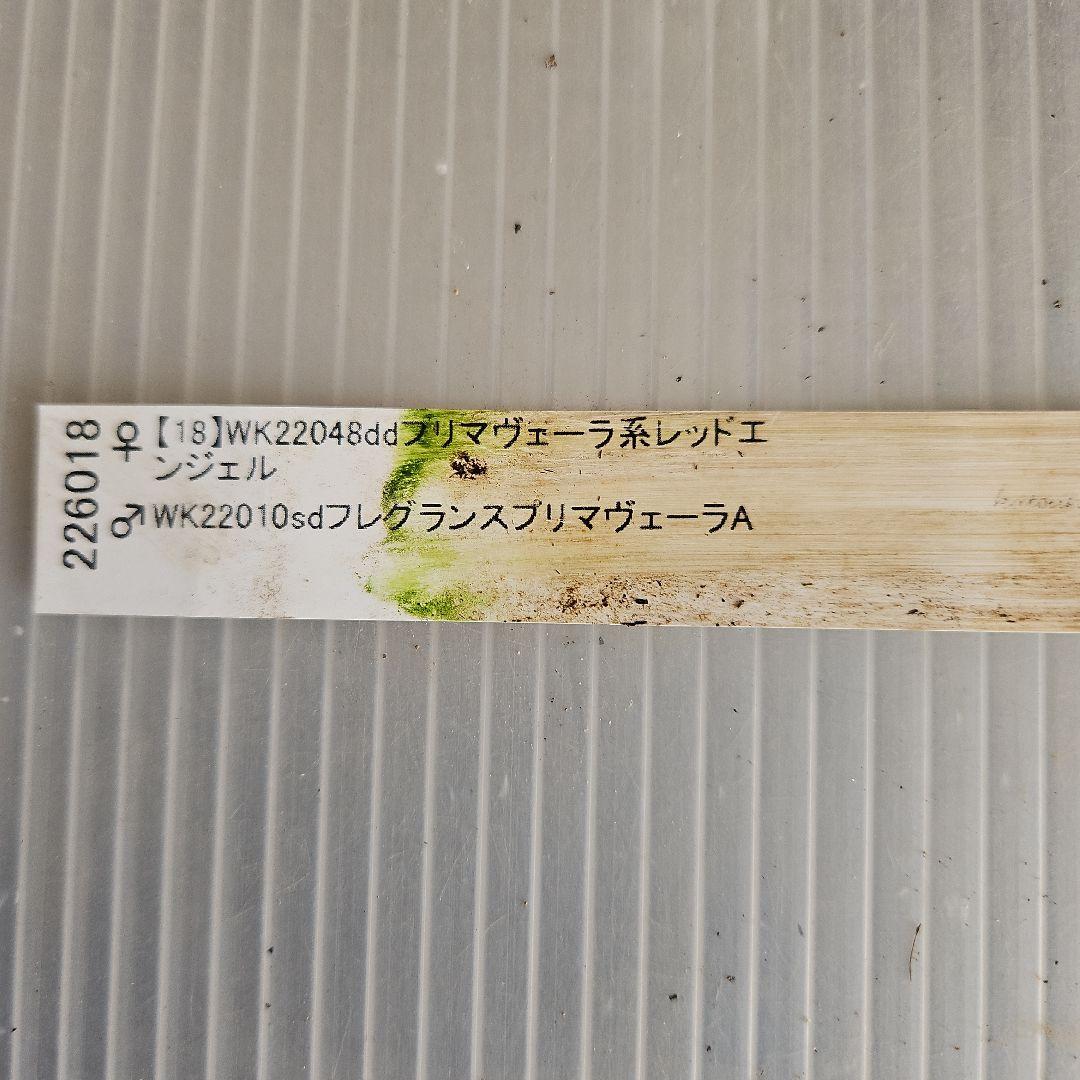 ㉖-391クリスマスローズ