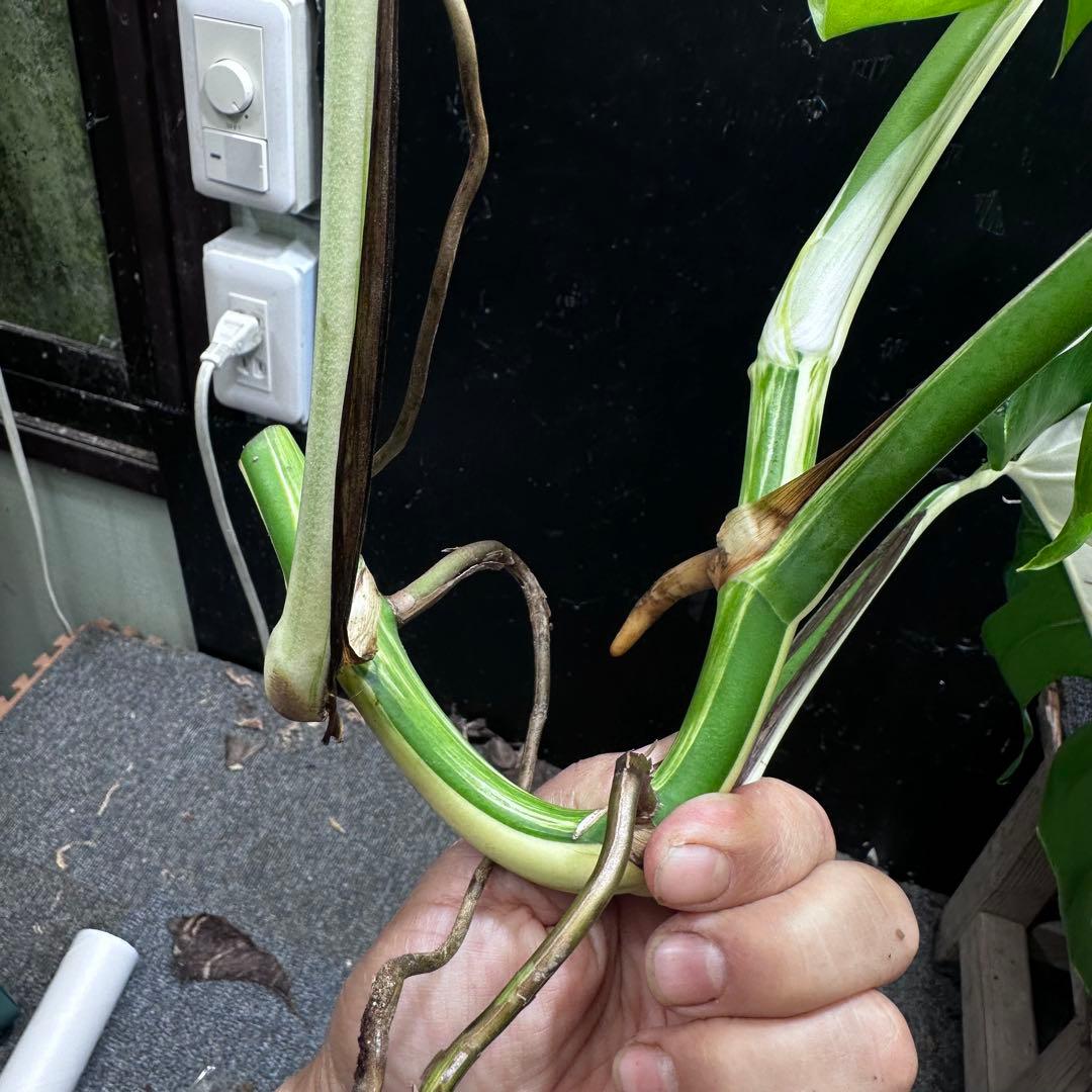 T*I様 斑入りモンステラホワイトタイガーハーフムーントップカット葉5枚ベアルー