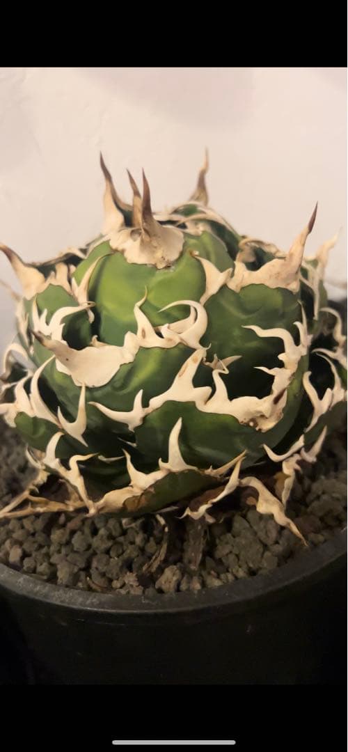 チタノタ　白鯨