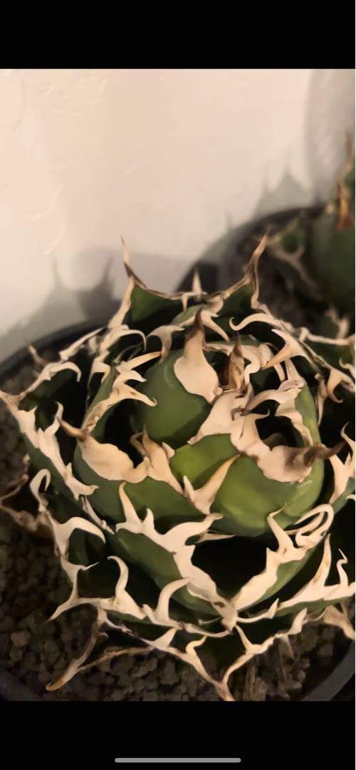 チタノタ　白鯨
