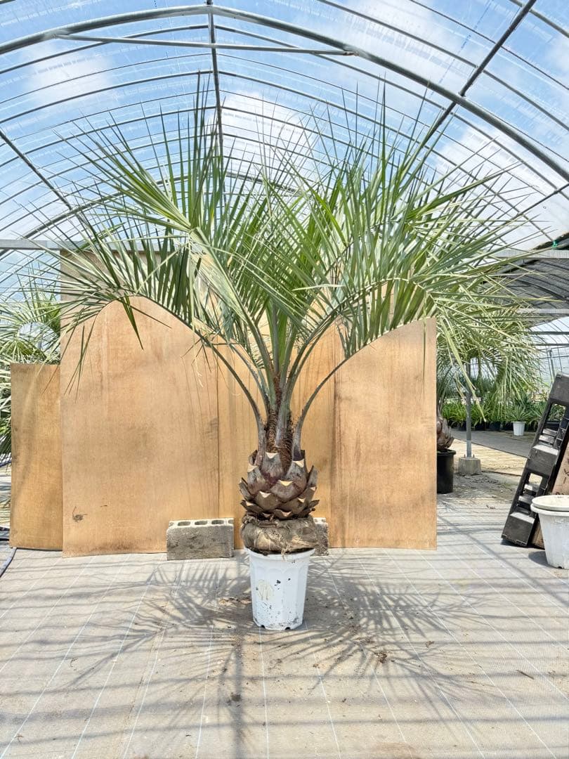 ココスヤシシルバーリーフ【極太】葉先 180cm幹回り105cm 幹高40cm