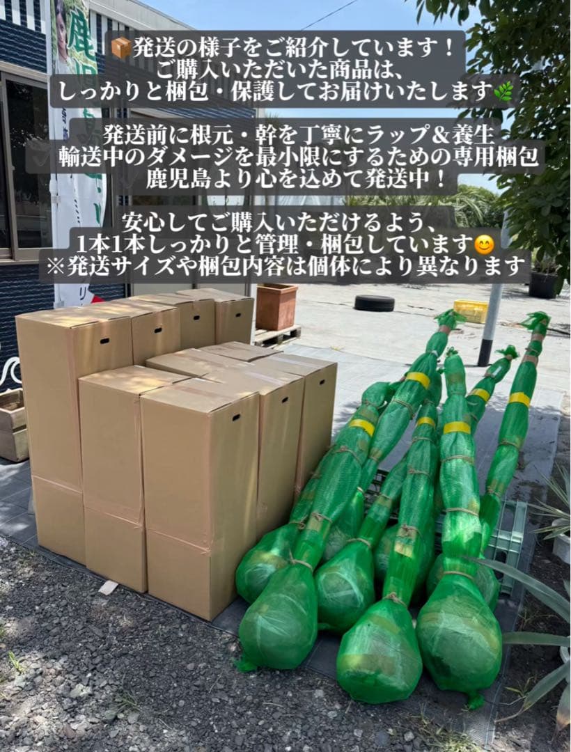 ココスヤシシルバーリーフ【極太】葉先 180cm幹回り105cm 幹高40cm