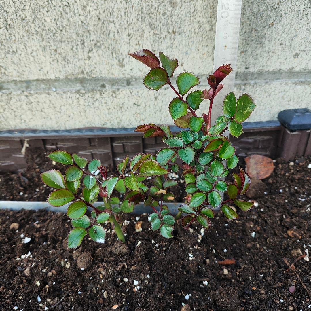 薔薇フロ○ンティー○　抜き苗　1本