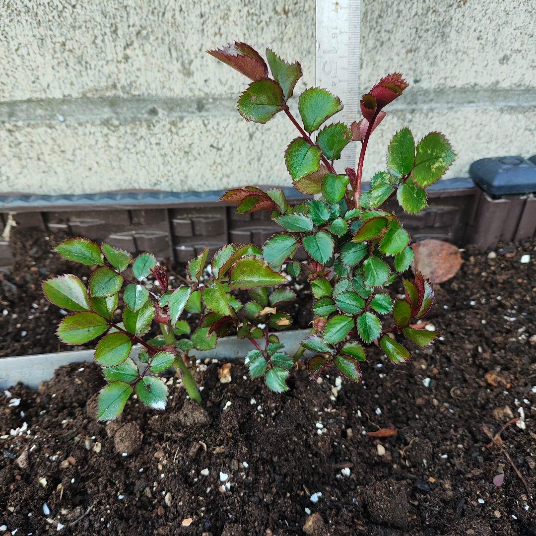 薔薇フロ○ンティー○　抜き苗　1本