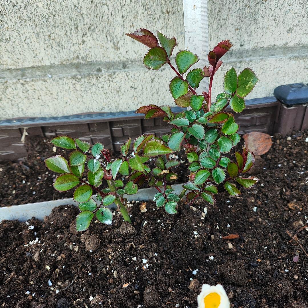 薔薇フロ○ンティー○　抜き苗　1本