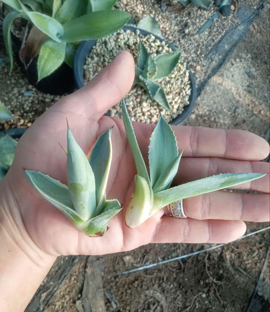 確認