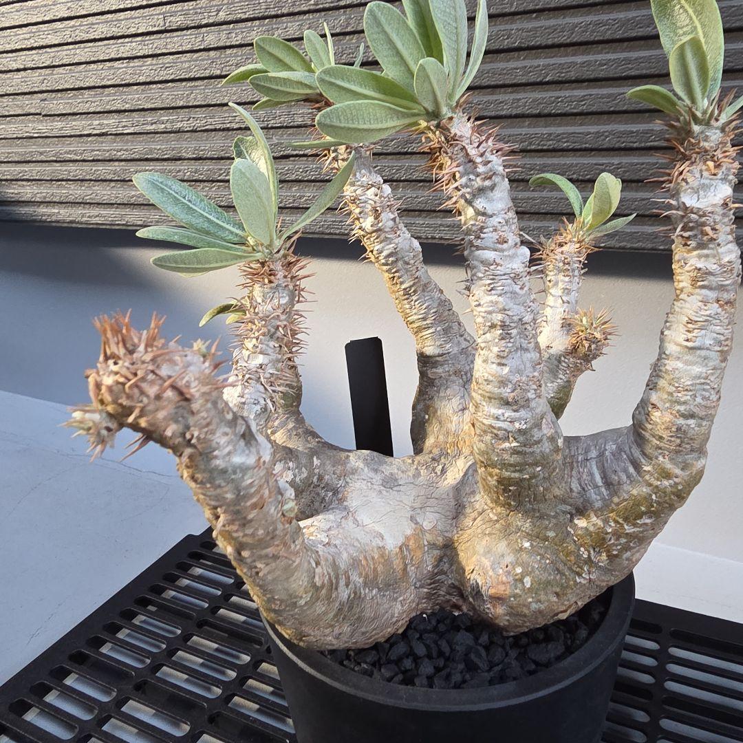 塊根植物 パキポディウム デンシフローラム 現地球 多枝