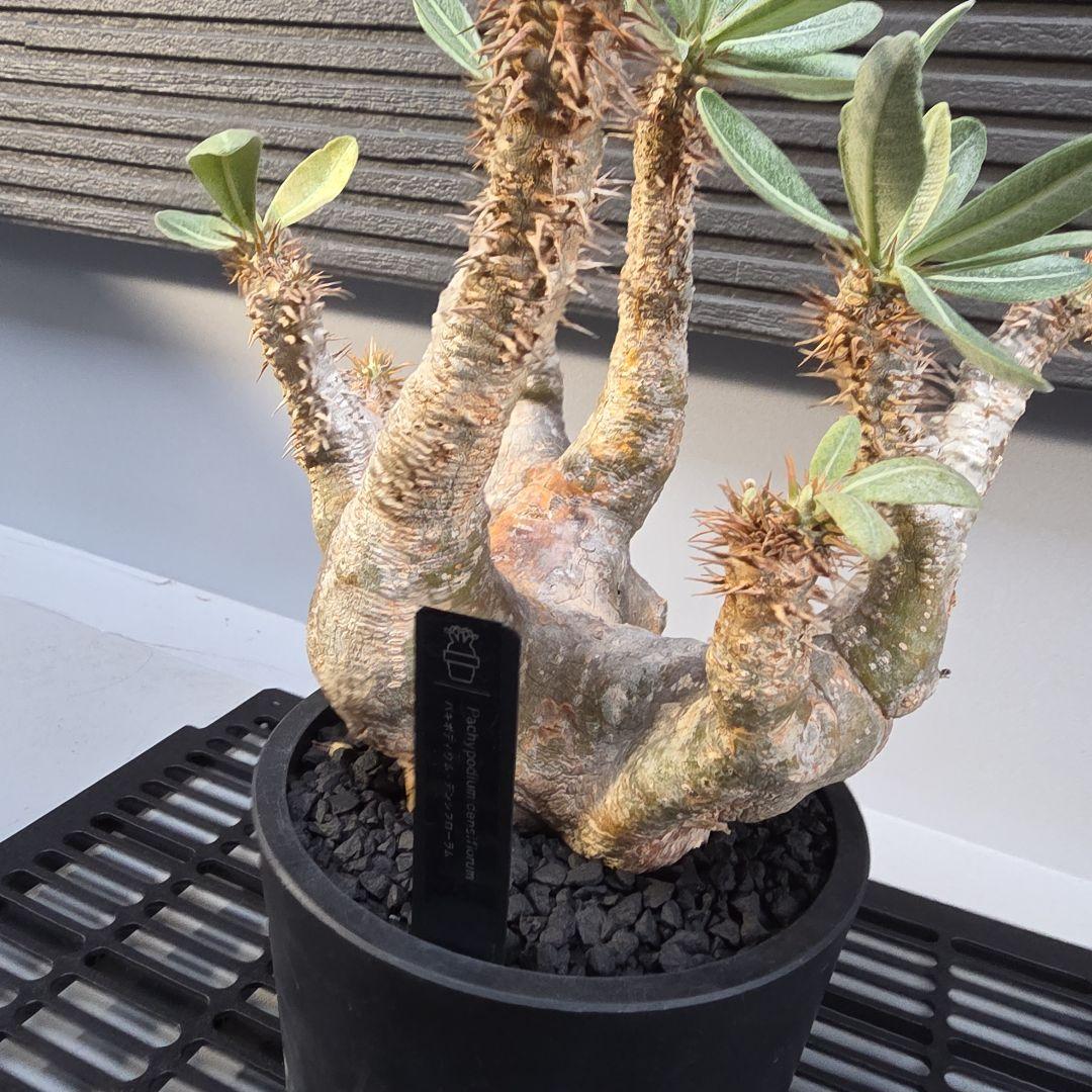 塊根植物 パキポディウム デンシフローラム 現地球 多枝