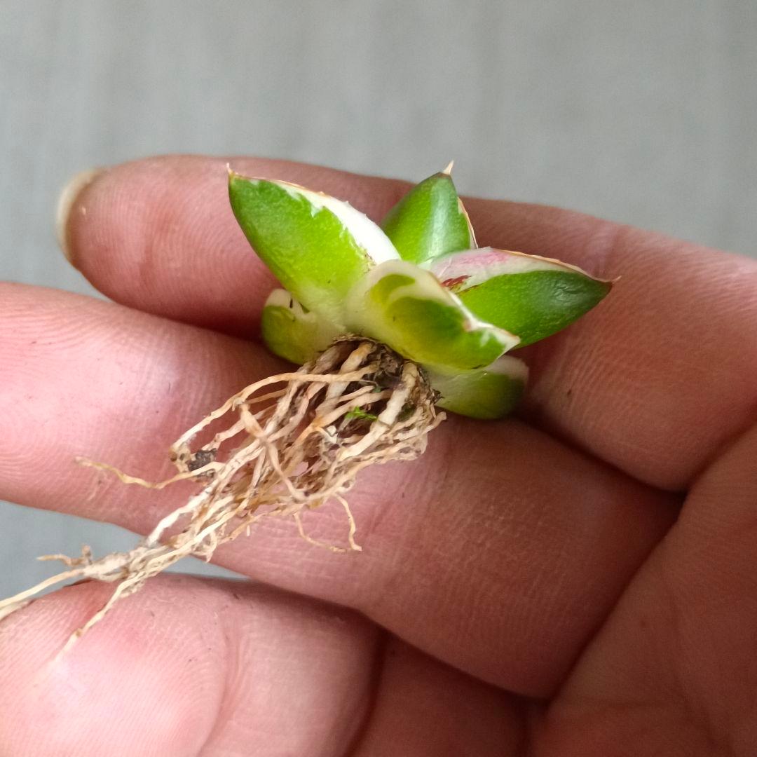 A271 多肉植物 アガベ ピンキー 王妃笹の雪A型 白覆輪斑 精選極上美