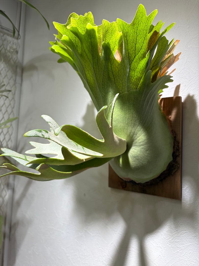 OMG×コットンクラウド　子株　板付け　ビカクシダ