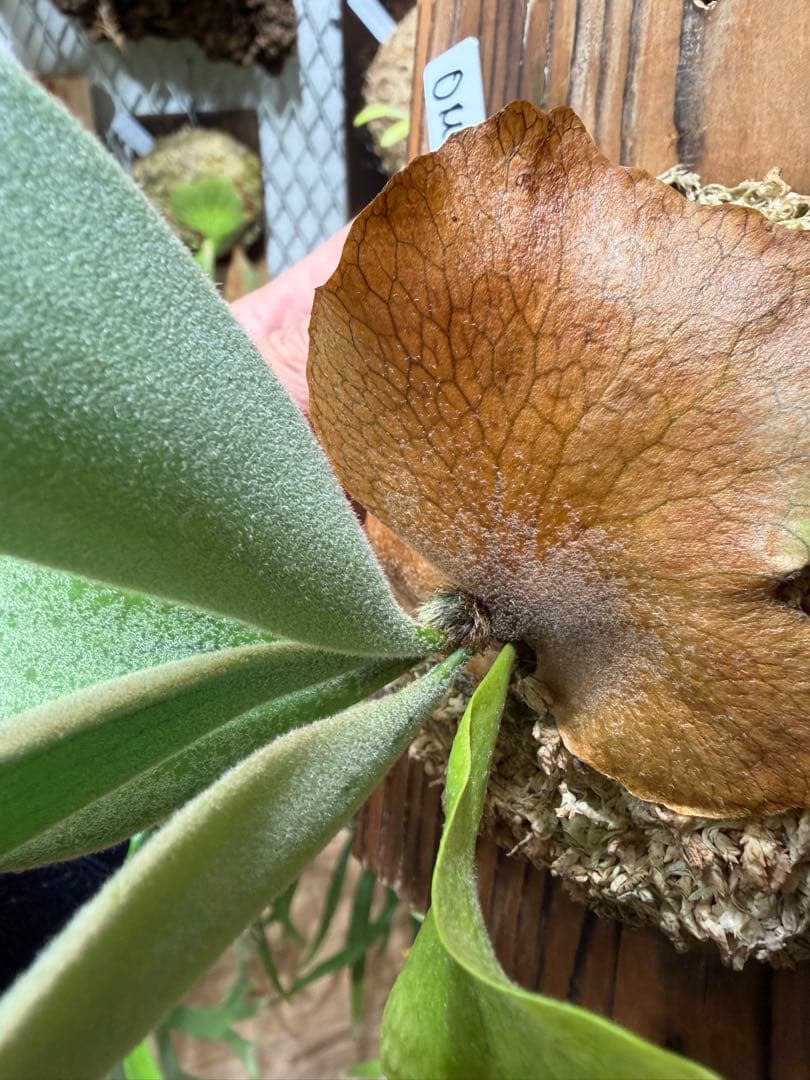 OMG×コットンクラウド　子株　板付け　ビカクシダ