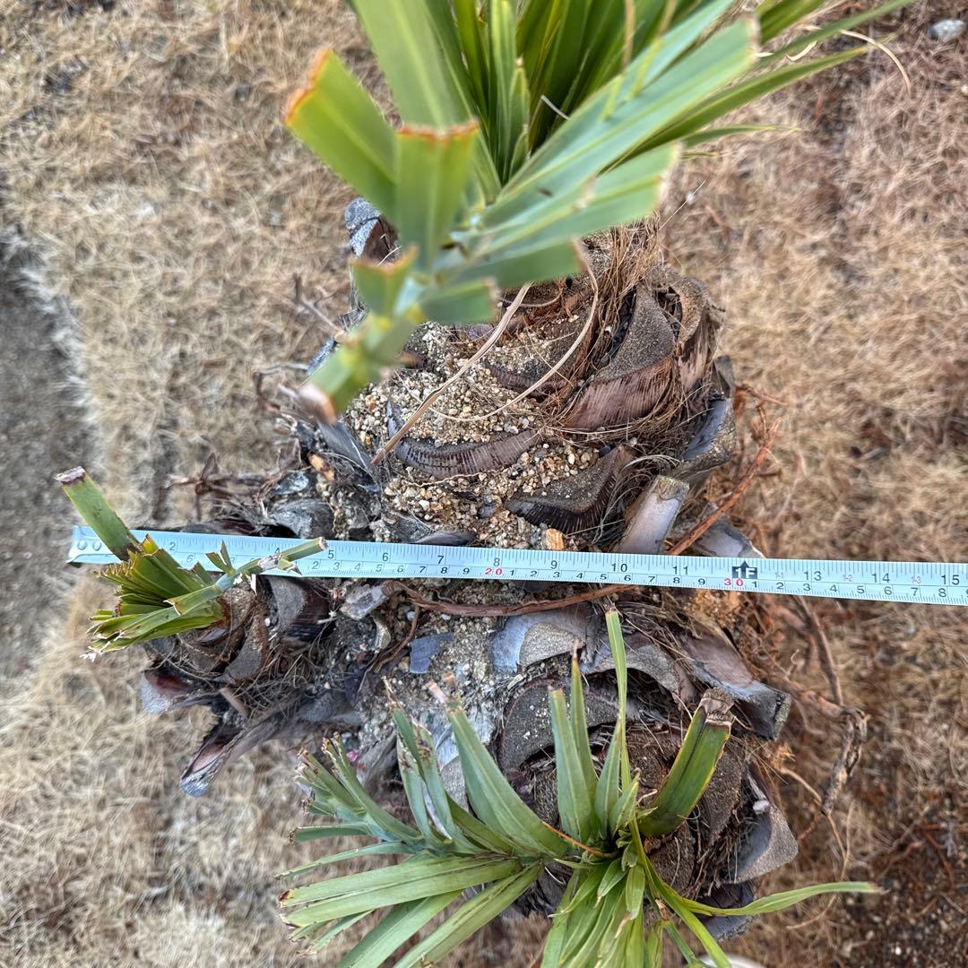 ココスヤシの木みたいなの観葉植物 若い芽付き