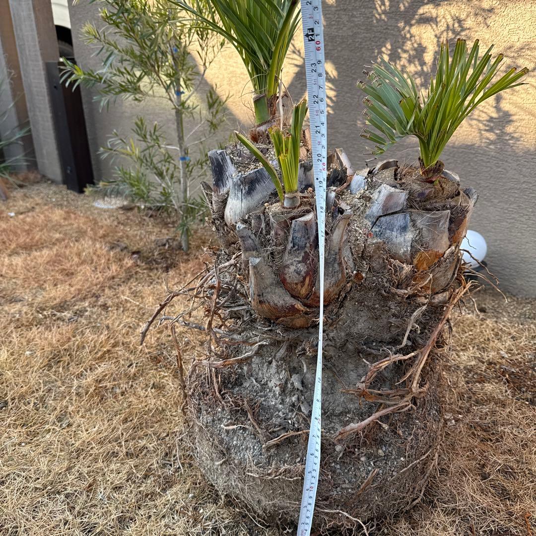 ココスヤシの木みたいなの観葉植物 若い芽付き