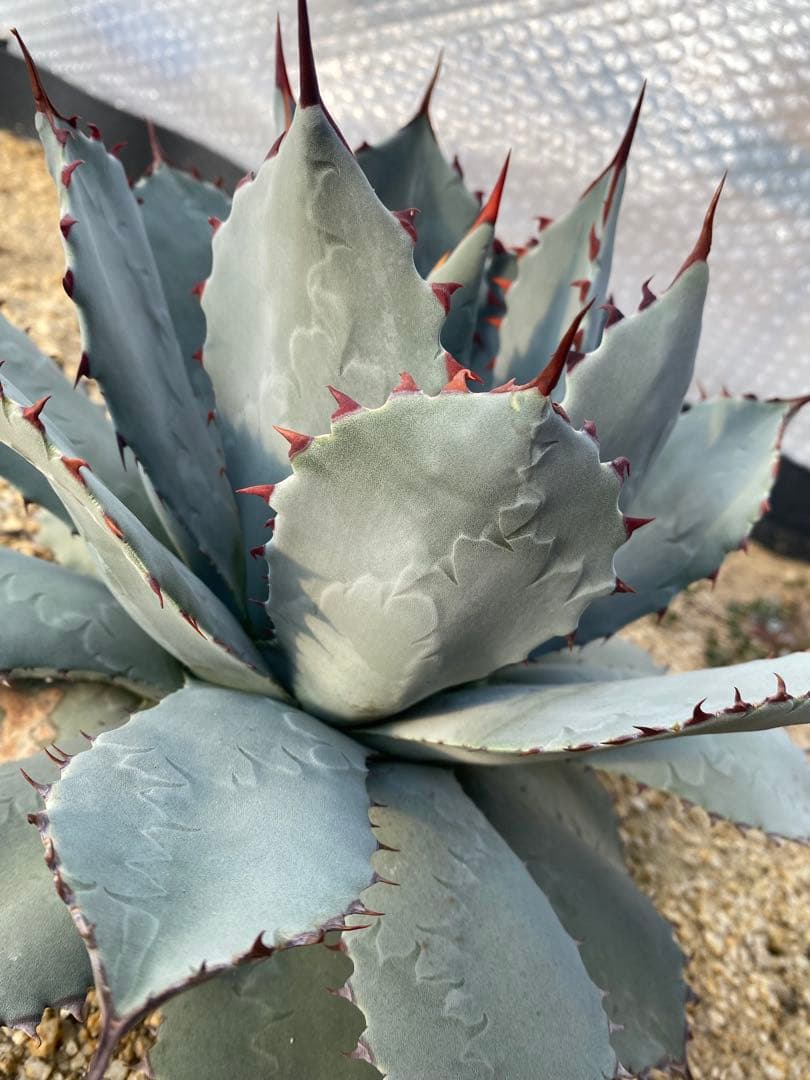 アガベ　パリー　ハイブリッド