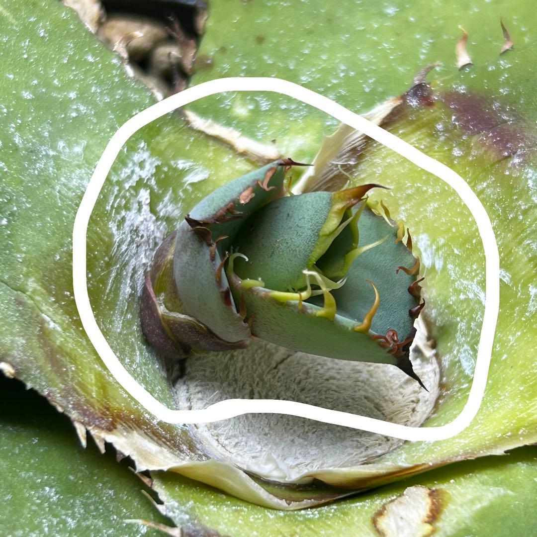 【子株】 agave titanota beast アガベ チタノタ ビースト