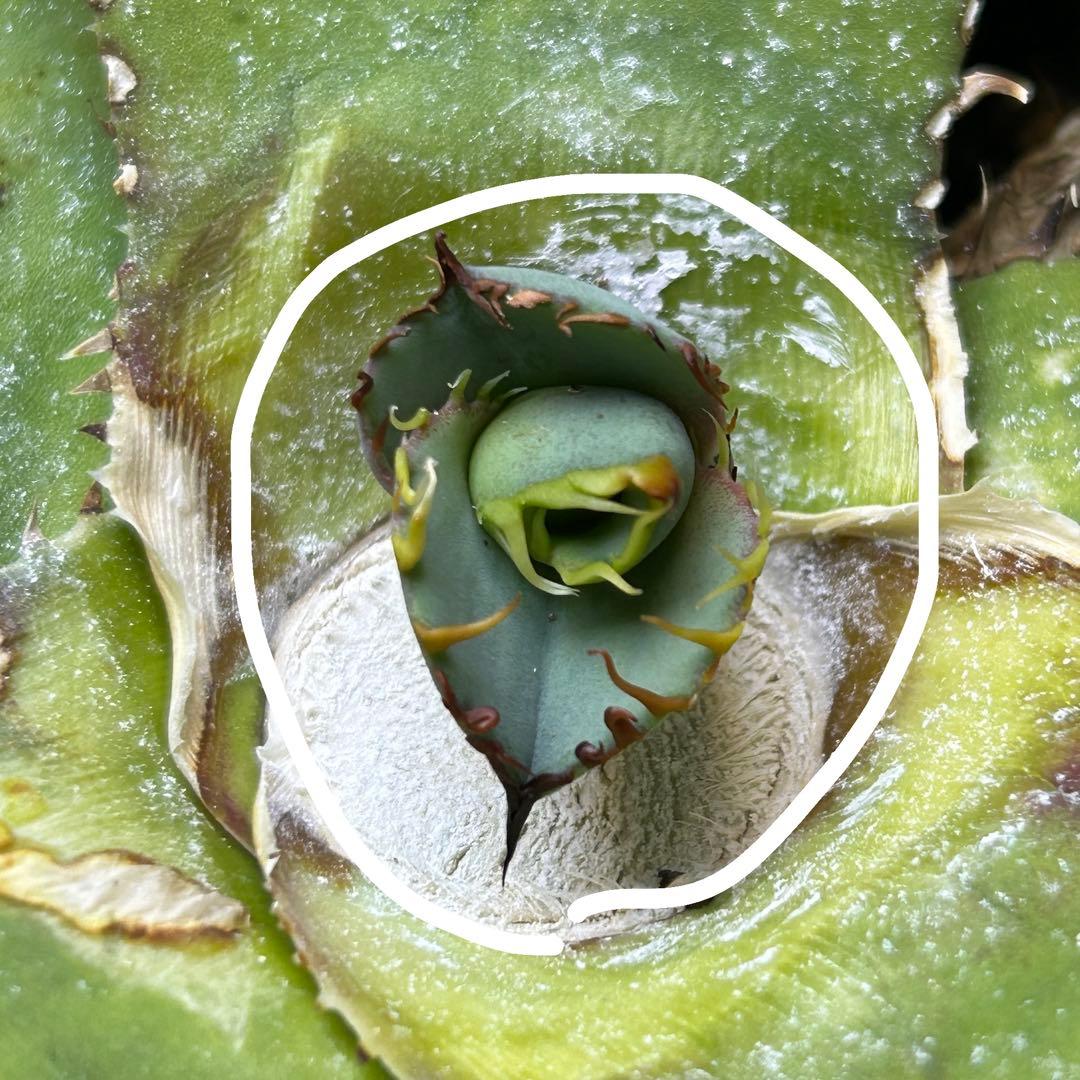 【子株】 agave titanota beast アガベ チタノタ ビースト