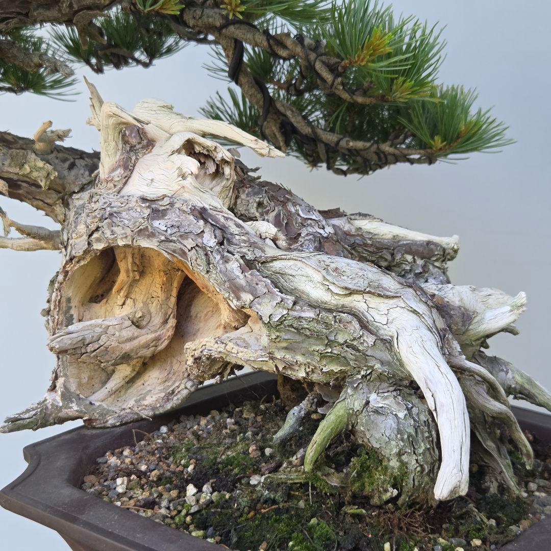 五葉松　[山木舎利幹半懸崖]]　大品盆栽