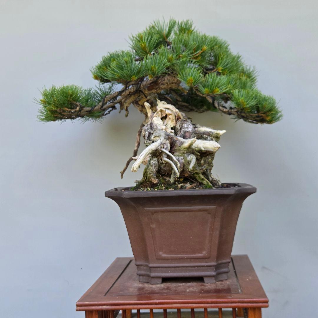 五葉松　[山木舎利幹半懸崖]]　大品盆栽