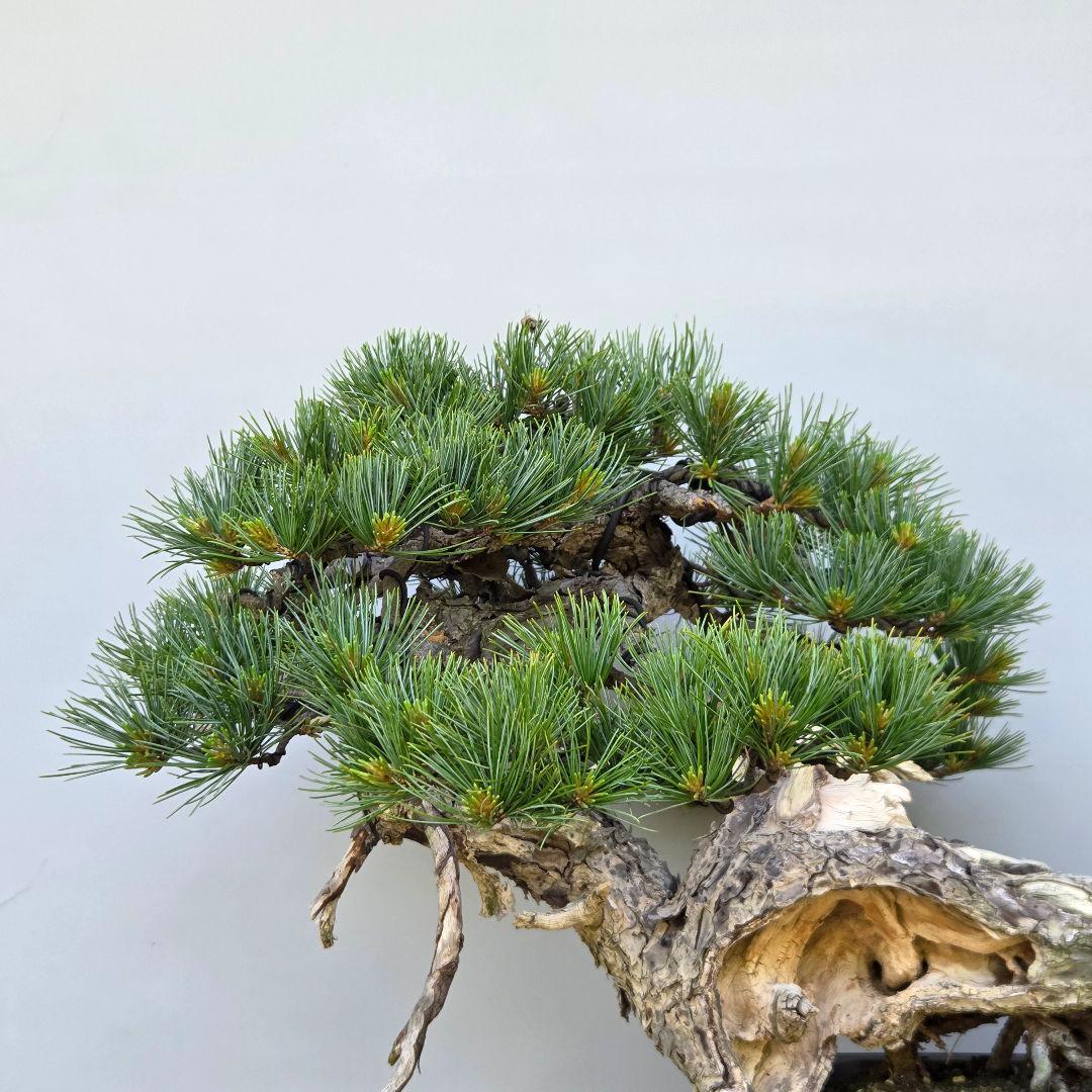 五葉松　[山木舎利幹半懸崖]]　大品盆栽