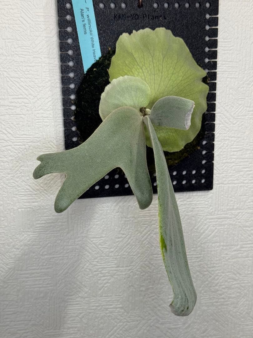 ビカクシダ P.white haven OC