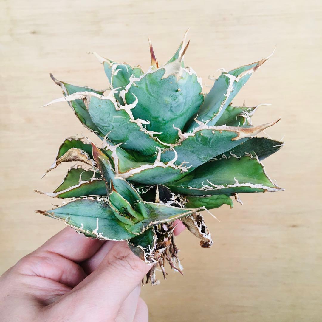 15-7 スペイン TC株 アガベ チタノタ Agave 'Spain'