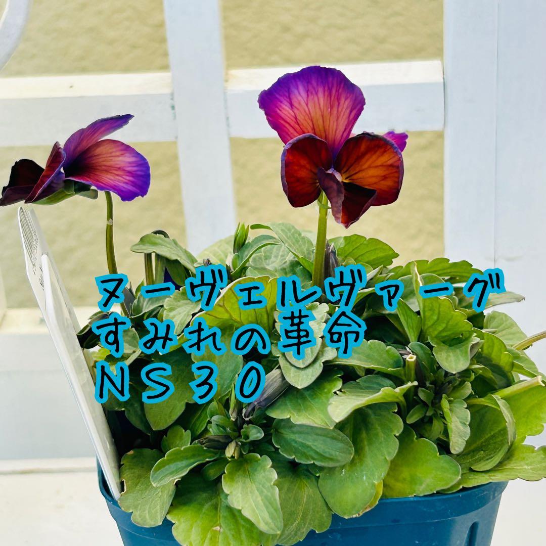 ＮＳ３０♥ サトウ園芸ヌーヴェルヴァーグ　すみれの革命♥超希少♥花苗ポットごと