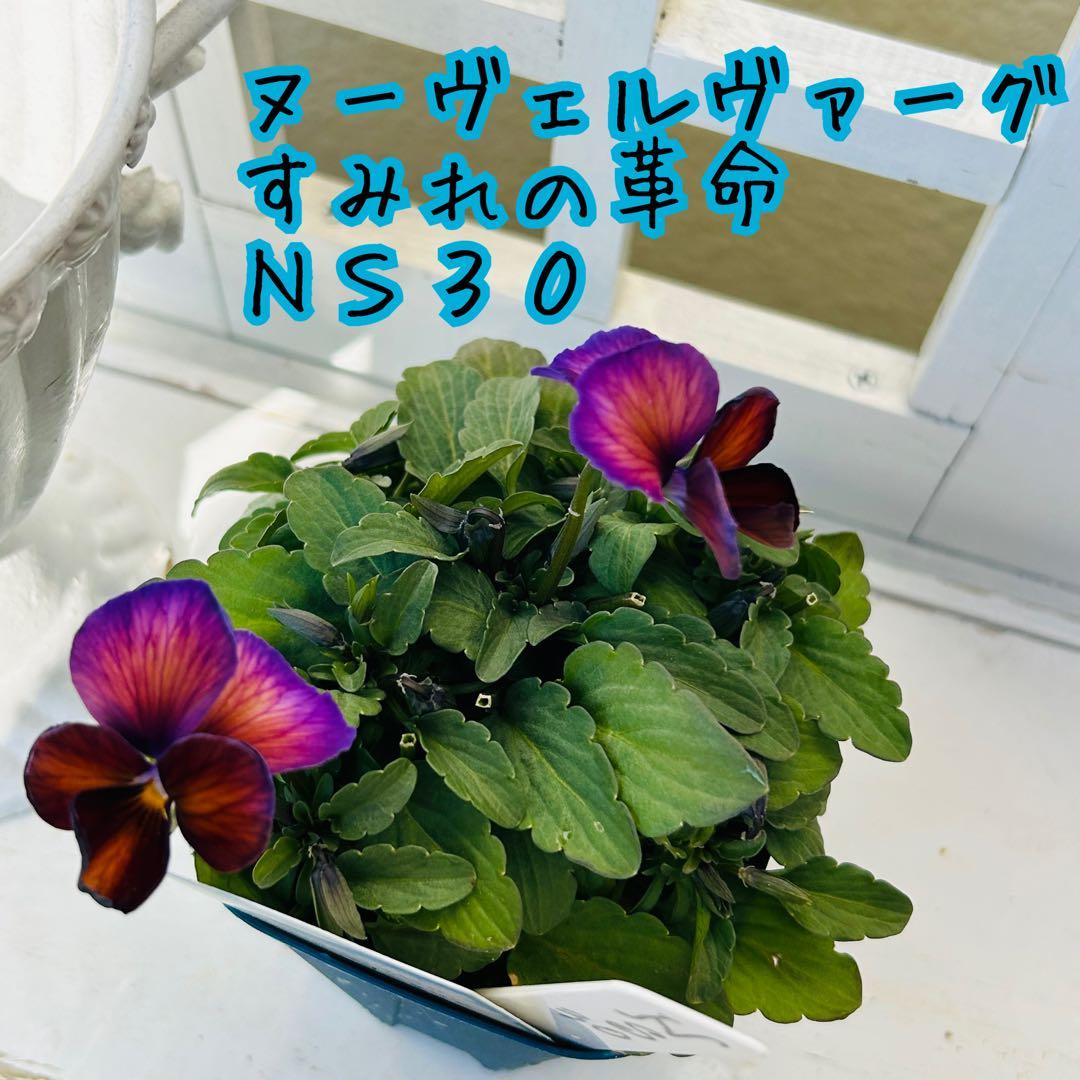 ＮＳ３０♥ サトウ園芸ヌーヴェルヴァーグ　すみれの革命♥超希少♥花苗ポットごと